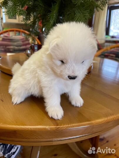 Щенки самоеда Белокуриха