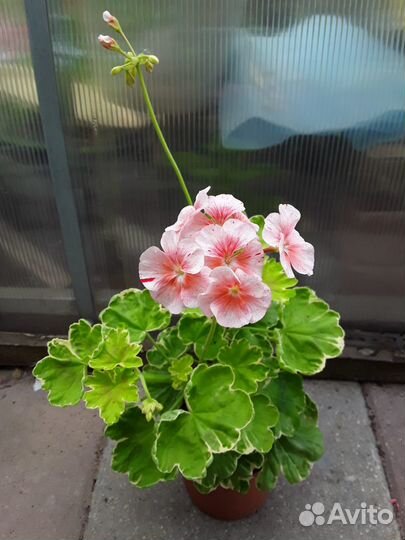 Пеларгония