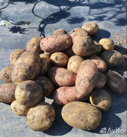 Картофель,Зелень укропа, петрушка