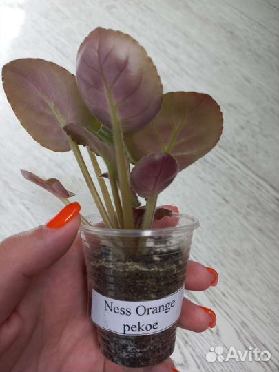 Детки сортовых фиалок