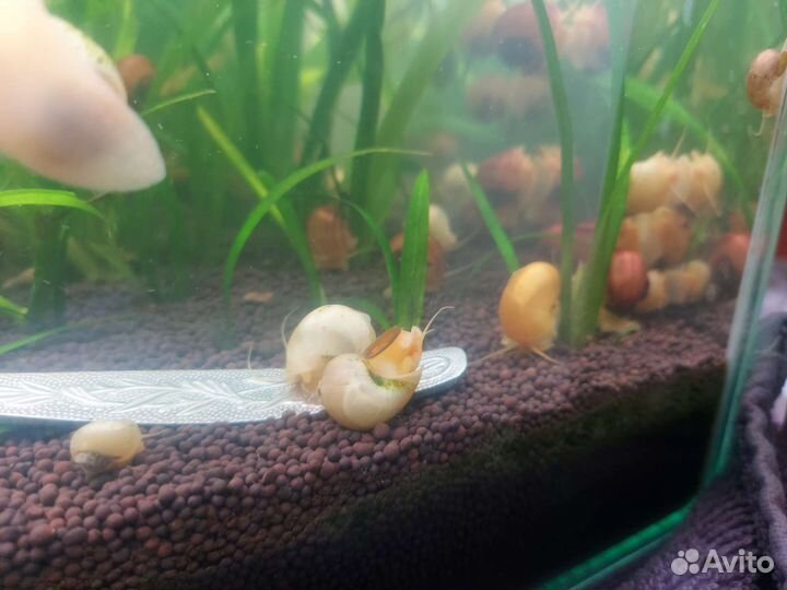 Улитка Ампулярия