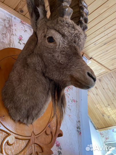 Чучело горного коза