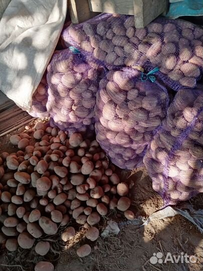 Картофель