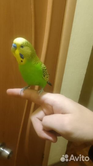 Волнистый попугай ручной