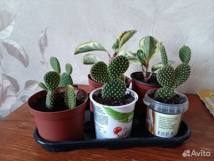 Кактусы и суккуленты