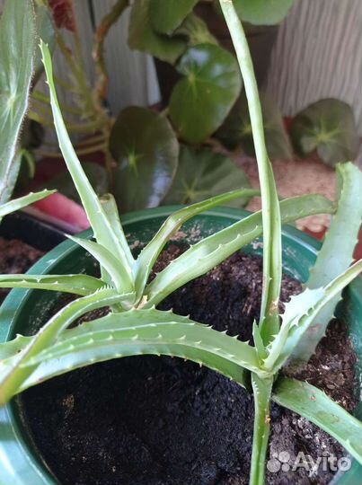 Алоэ столетник