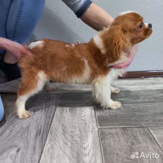 Кавалер Кинг чарльз спаниеля щенки