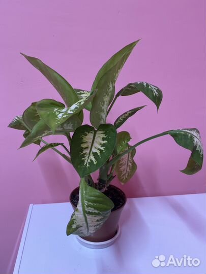 Диффенбахия