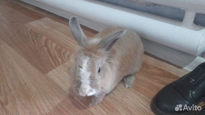 Декоративный кролик с клеткой