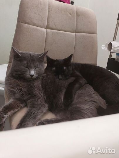 Кошка бесплатно
