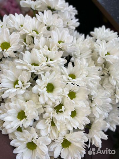 Ромашка хризантема Букет