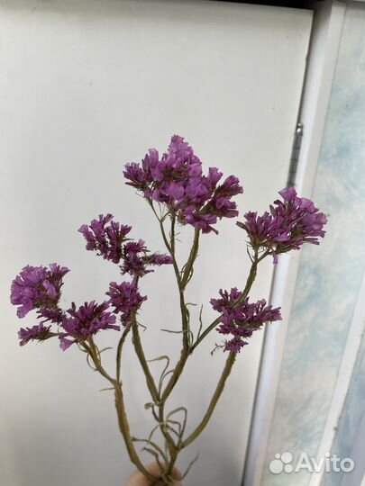 Станица сухоцвет