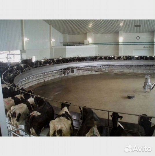 Доильный зал для коров SCR Карусель