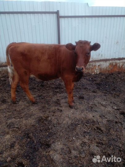 Продам корову