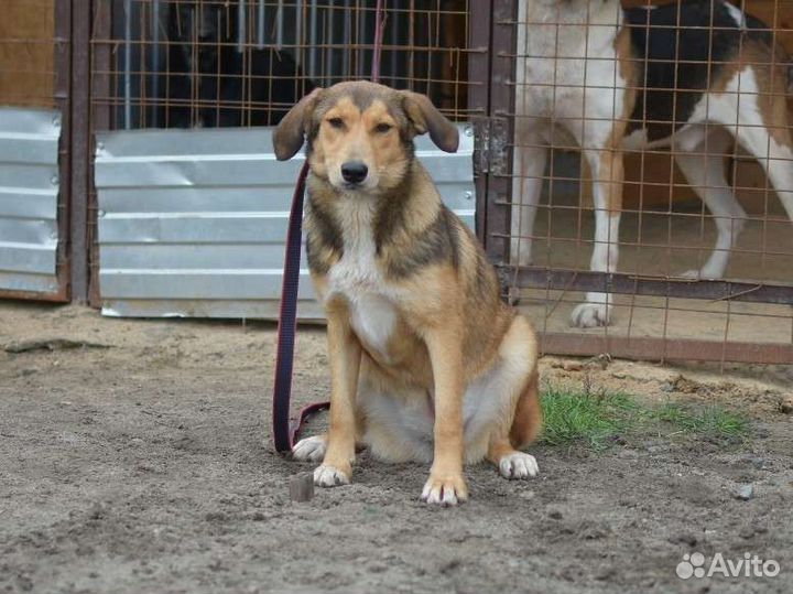 Собака в добрые руки