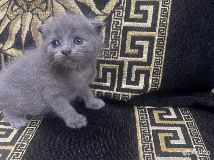 Шотландская вислоухая