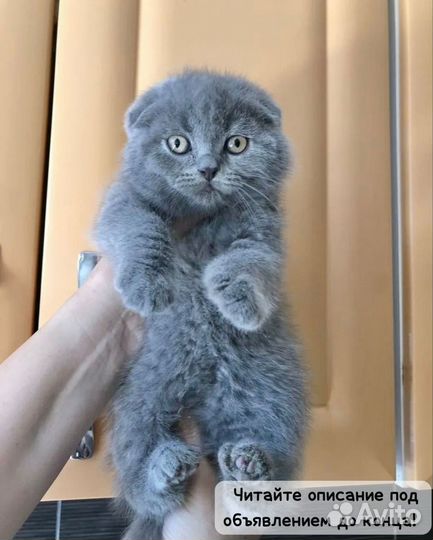 Шотландская