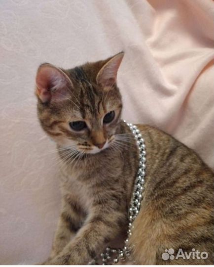 Кошка Жанна 7 месяцев,лоток отлично, ласковая, сте