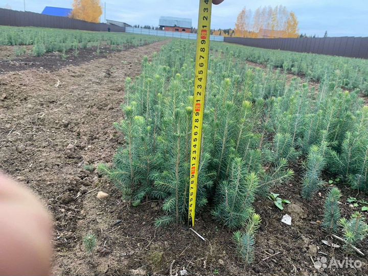 Сеянцы. Ель, сосна