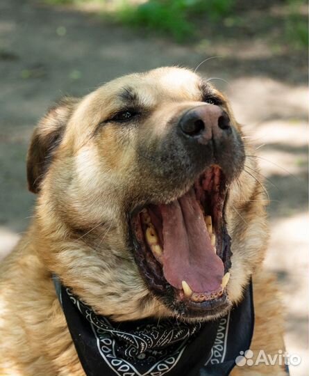 Серьёзная собака, в серьёзные руки