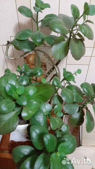 Цветок каланхоэ