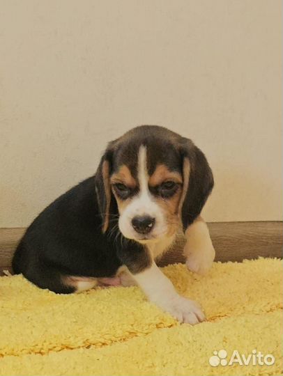 Щенки бигль