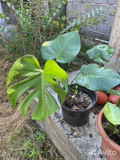 Монстера,сингониум «Бледный призрак«