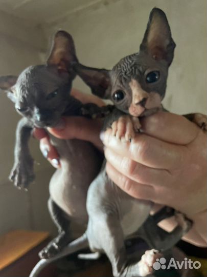 Донской сфинкс