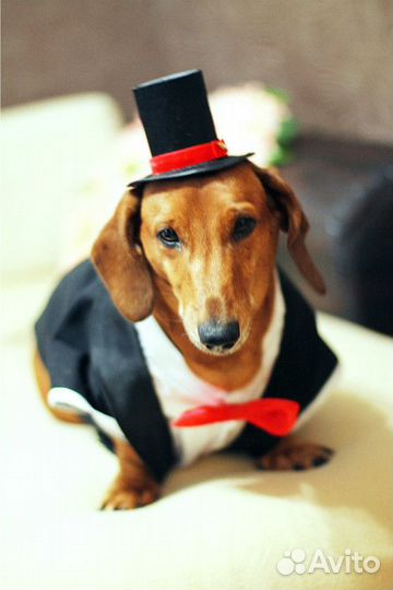 Свадебная одежда для такс