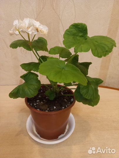 Пеларгония белая цветущая