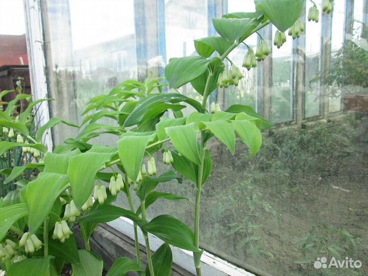 Купена цветок, деленка