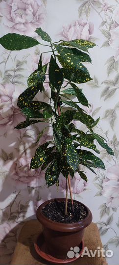 Кротон Gold dast аукуболистный