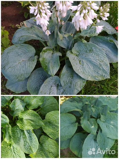 Сортовые хосты №2