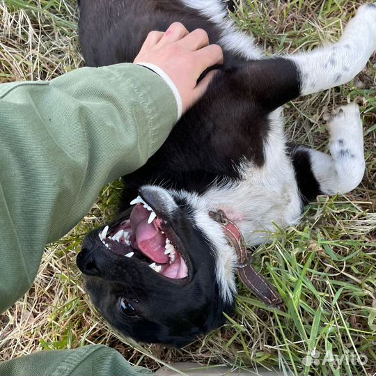 Маленький Бимуша ищет семью