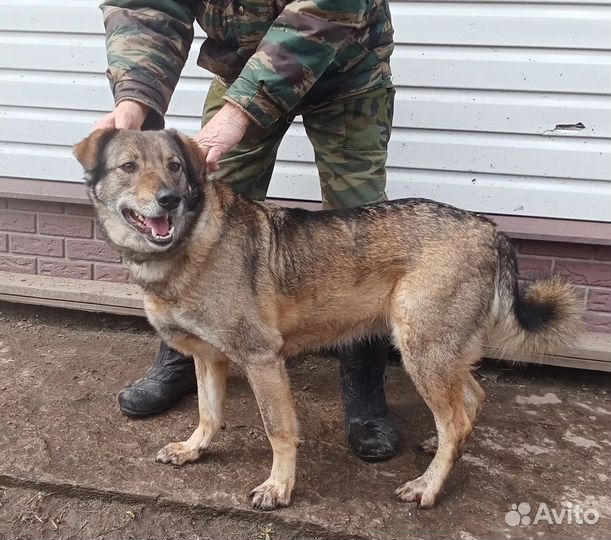 Собака в добрые руки