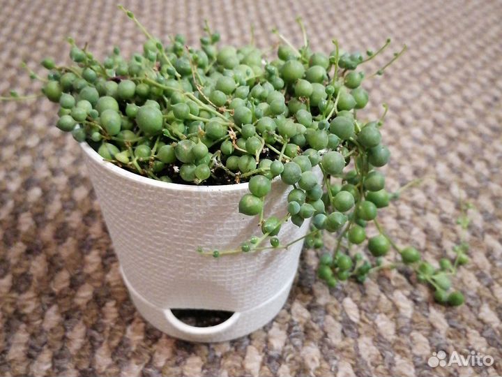 Крестовник роули