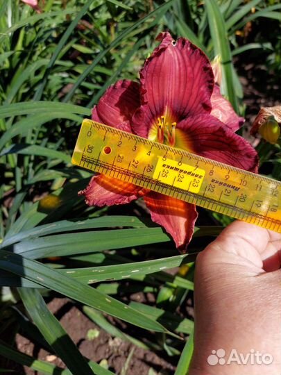 Новэе ту Хайд