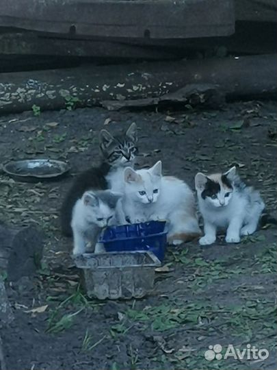 Котята. Метисы