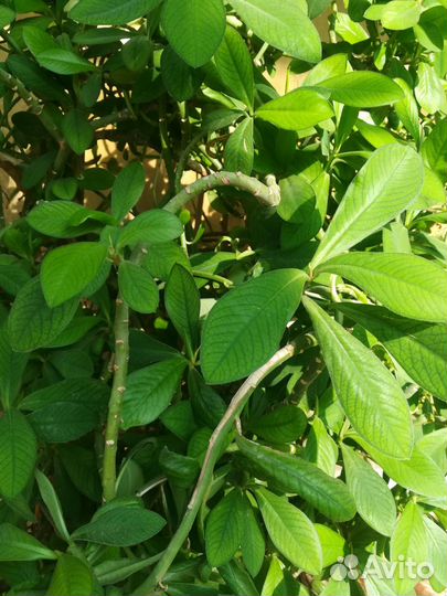 Синадениум Гранта