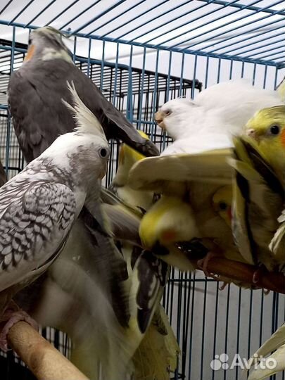 Попугай корелла птенец