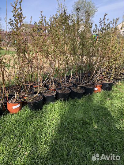 Голубика садовая саженцы