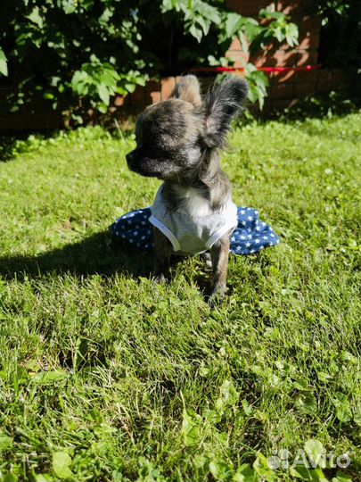 Чихуахуа длинношерстные