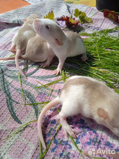 Продам крысят