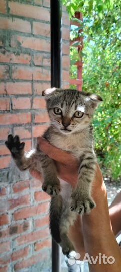 Котик малыш в дар