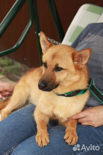 Коротколапый лисенок