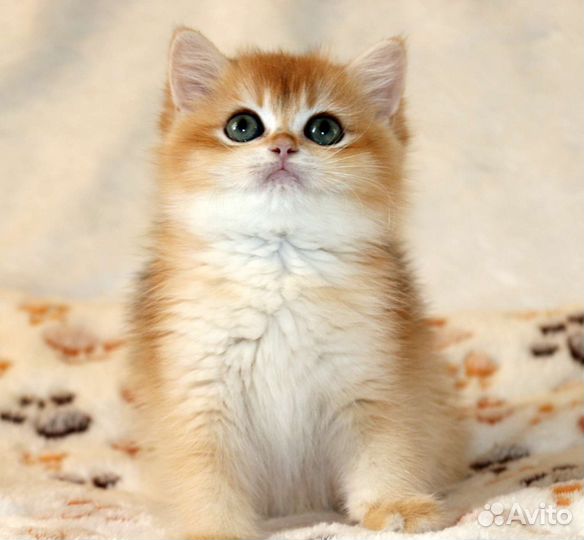 Золотые британские шиншилы и голубое золото