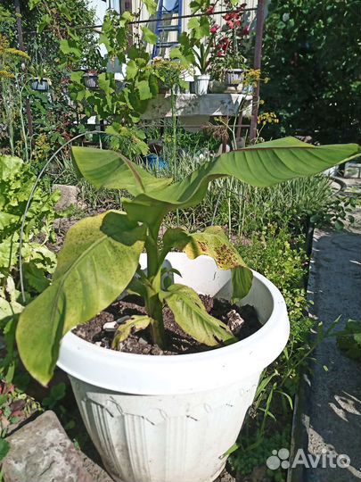 Банановая пальма