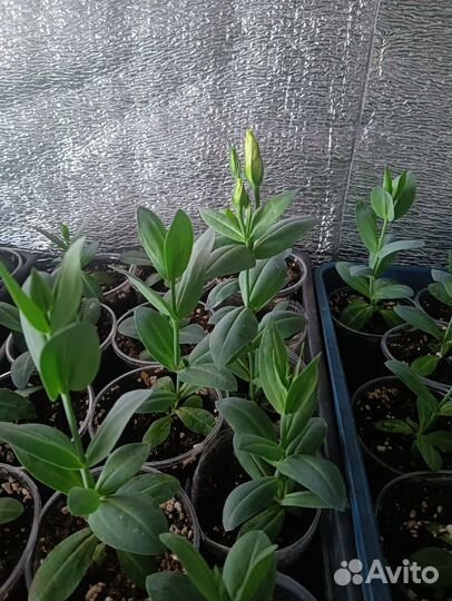 Рассада эустомы