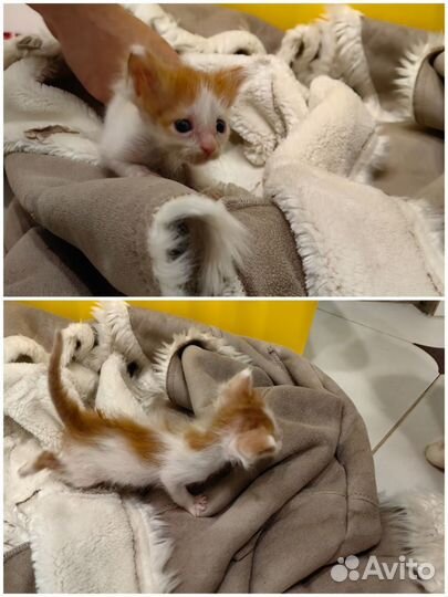 Кошки бесплатно