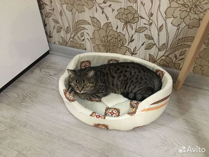 Котенок